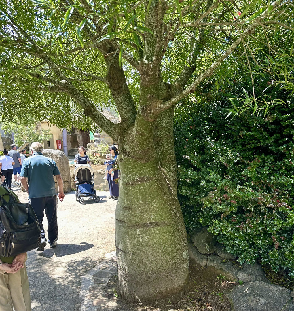 African baobab (Adansonia digitata)