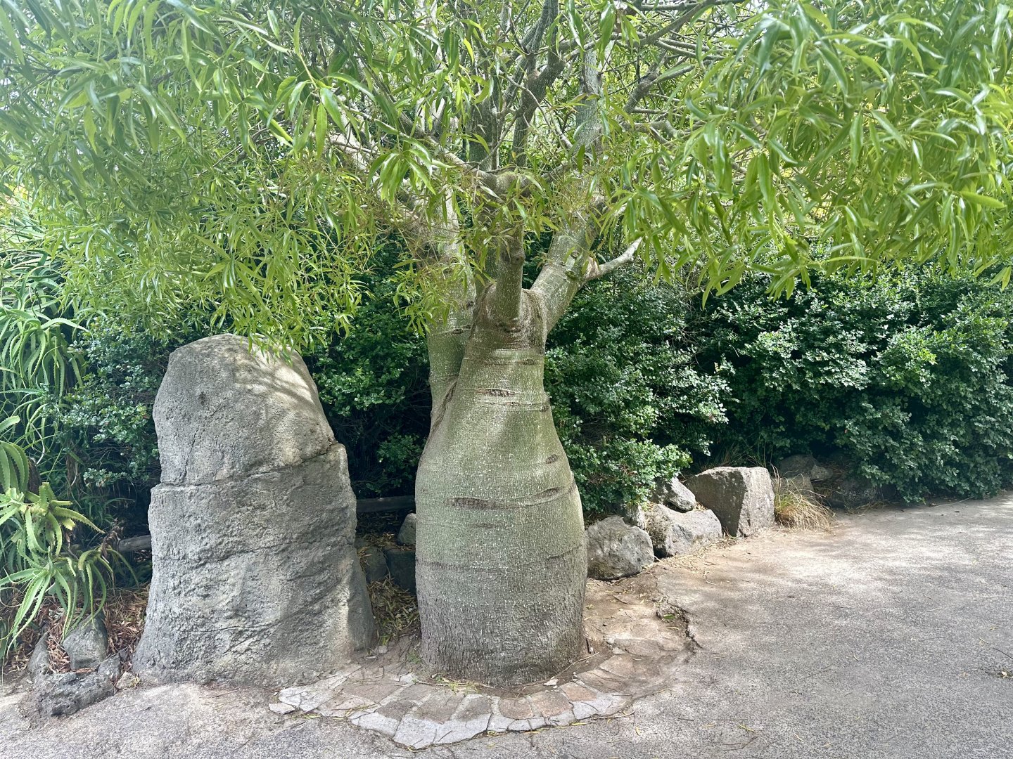 African baobab (Adansonia digitata)