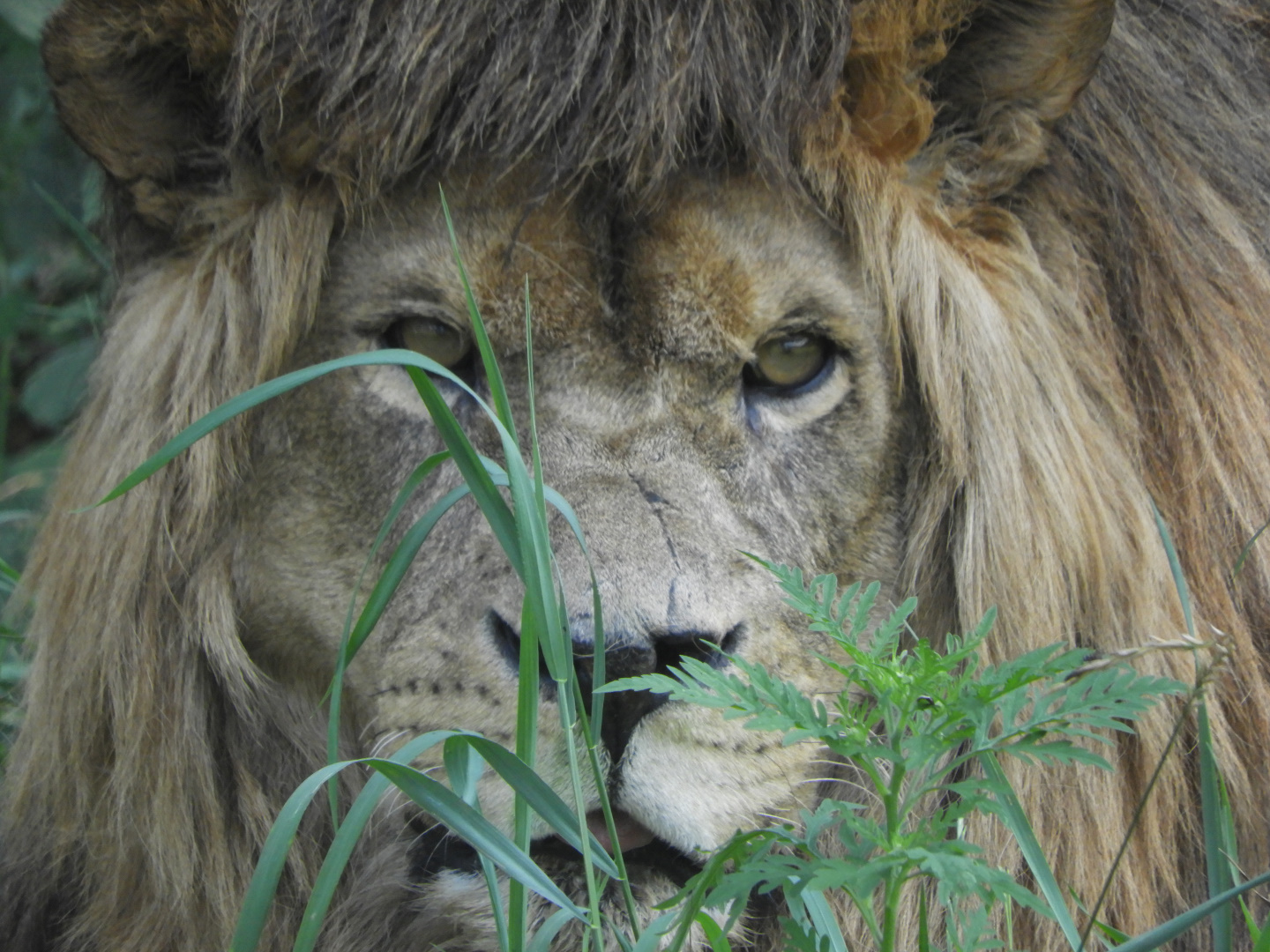 African "Barbary" Lion (Panthera leo leo)
