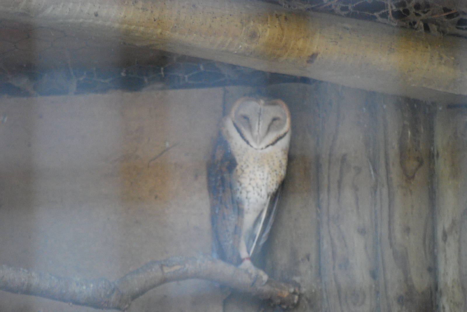 African barn owl at Africa Alive!