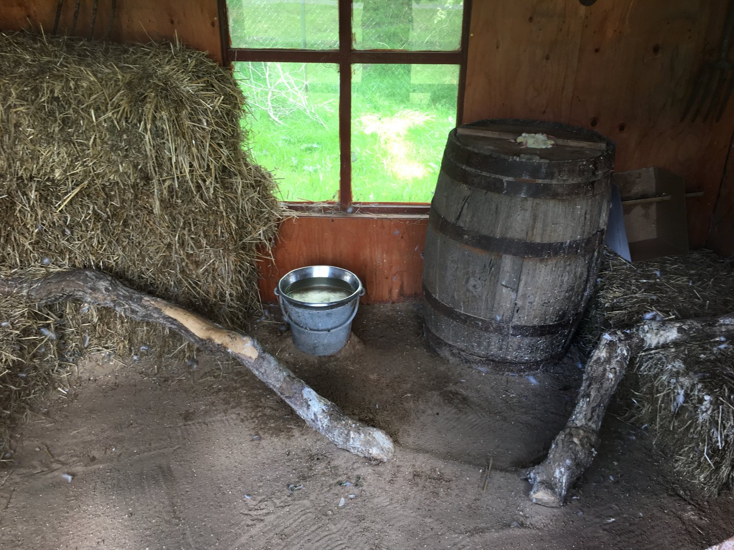 African barn owl exhibit 040817