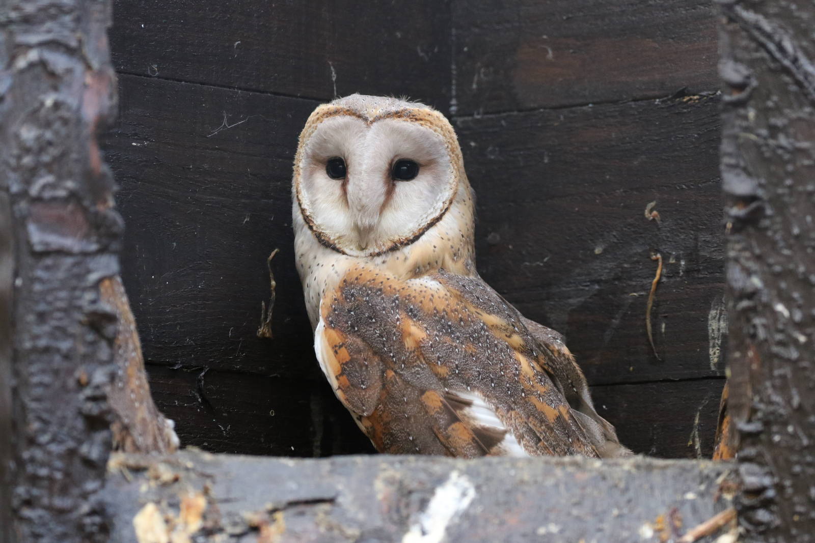 African Barn Owl