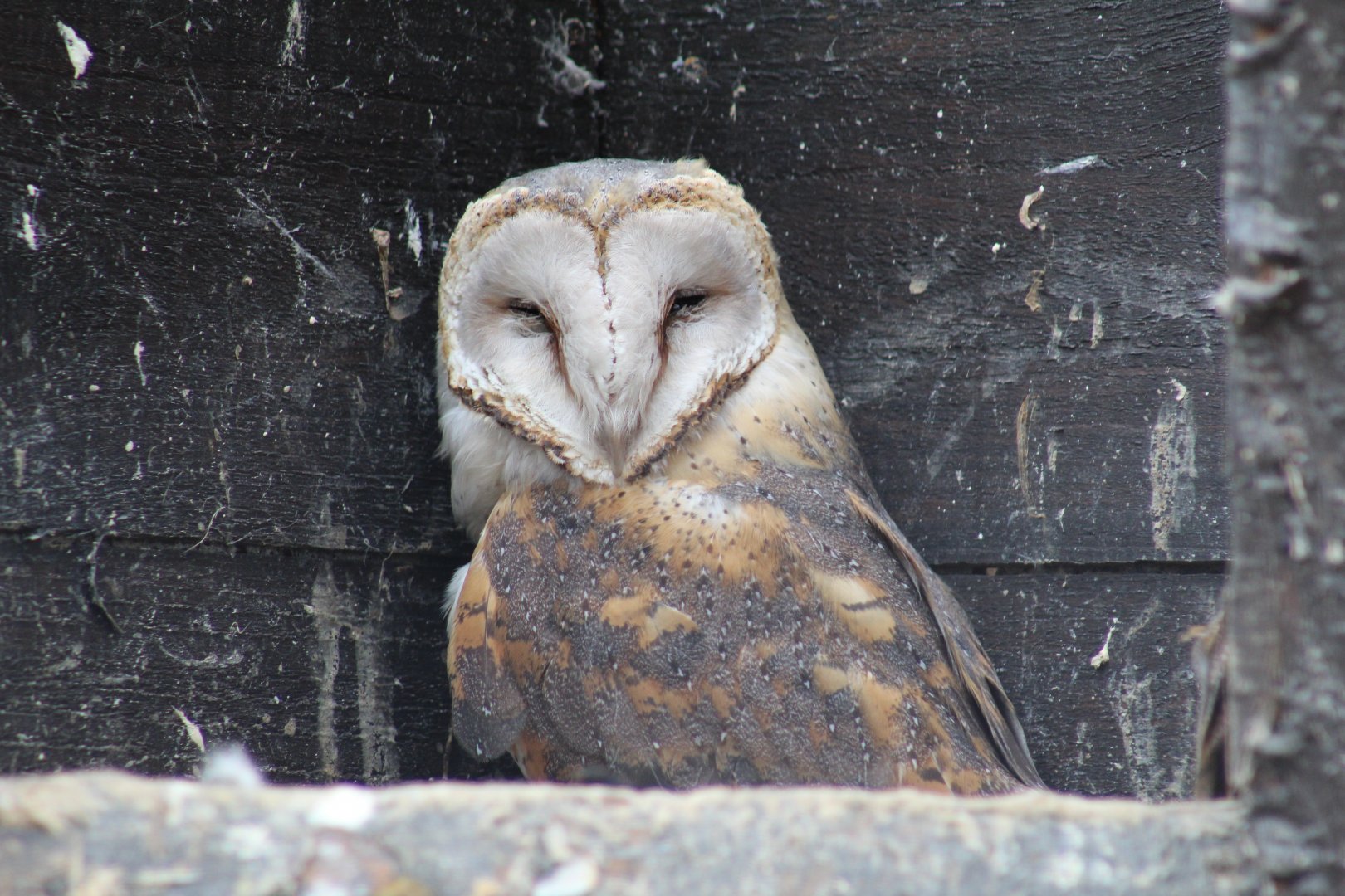 African Barn Owl