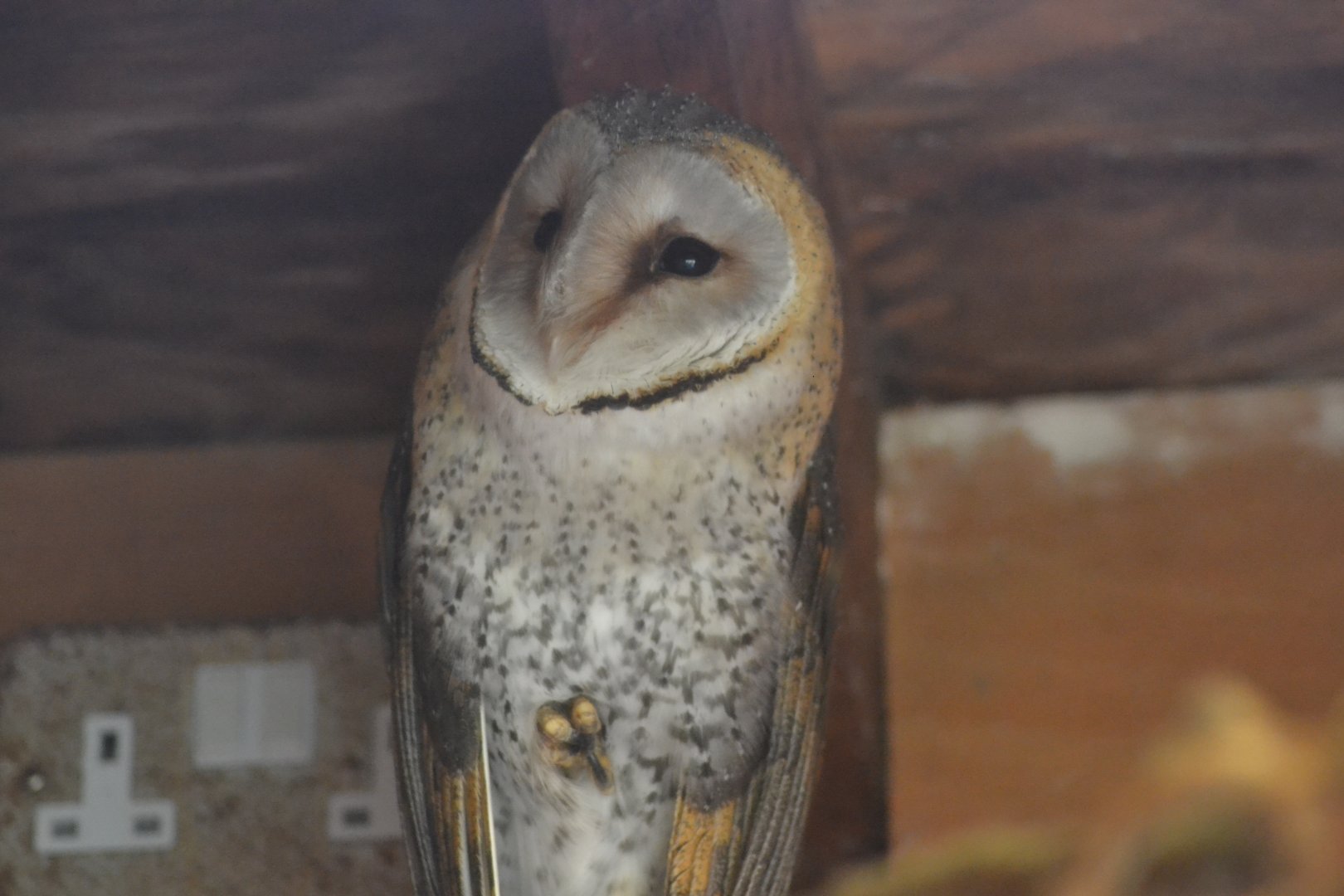 African barn owl