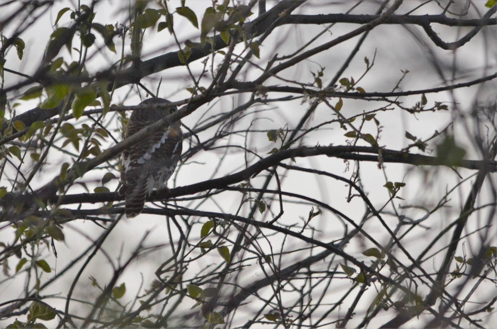 African Barred Owlet, Moremi Game Reserve, Botswana, 29/04/16