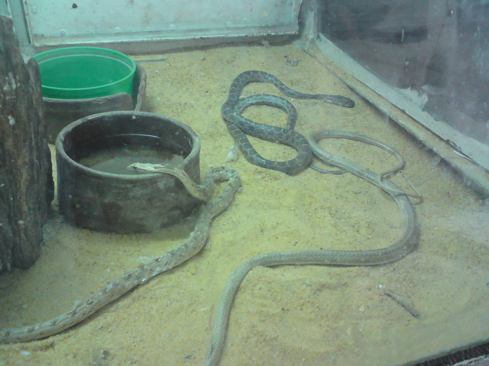 African beauty snakes