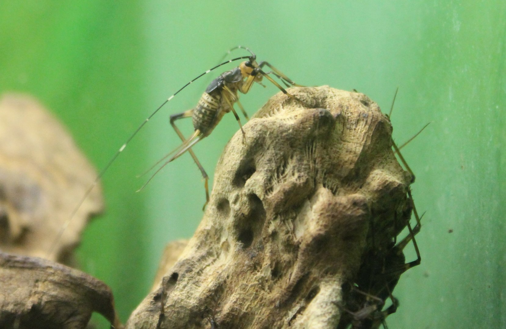 African bell cricket - Homoeogryllus xanthographus