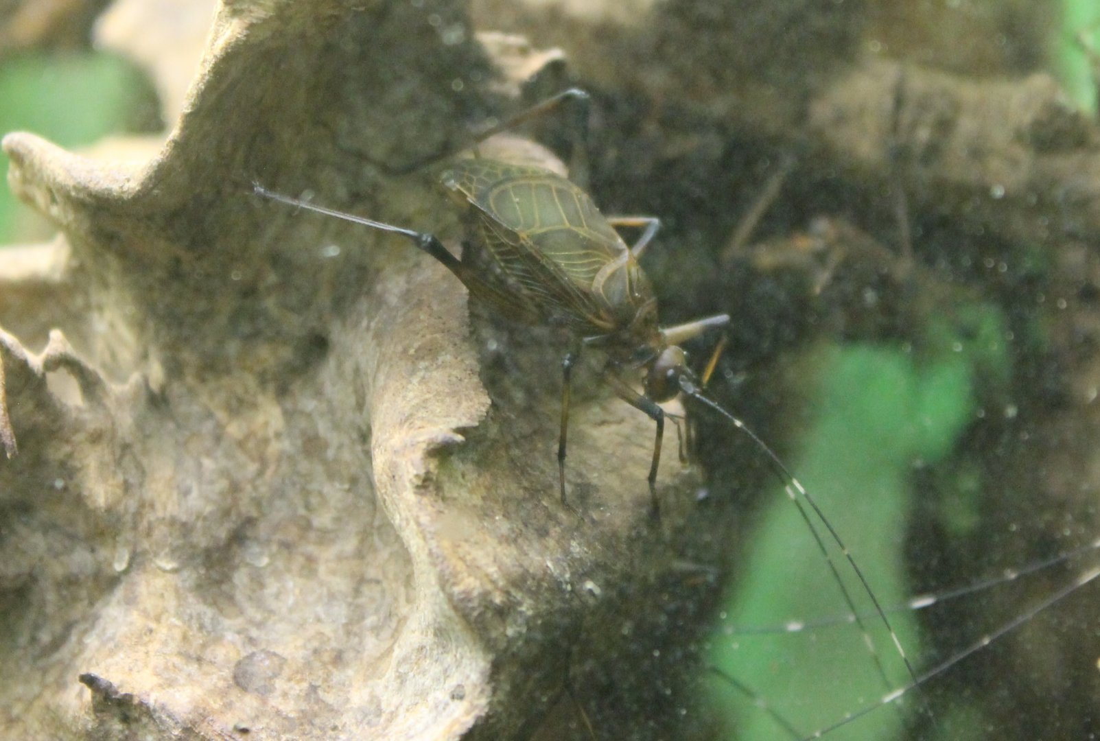 African bell cricket - Homoeogryllus xanthographus