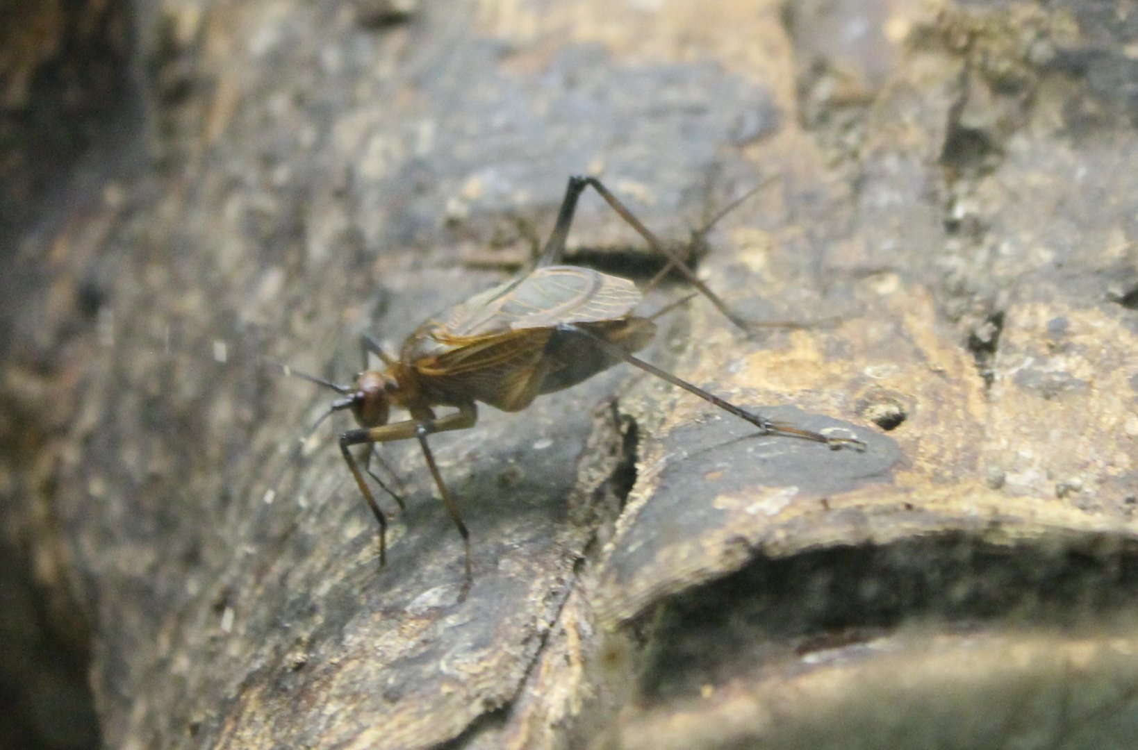 African bell cricket - Homoeogryllus xanthographus