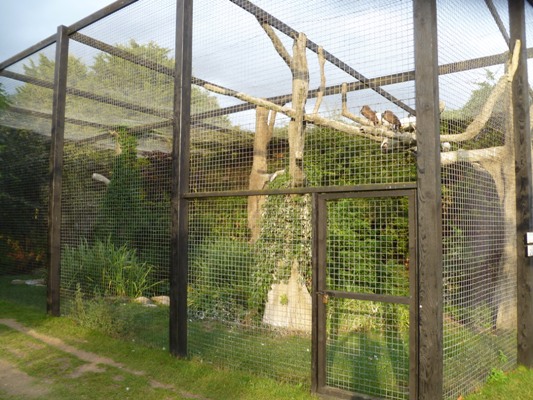 African bird exhibit 2