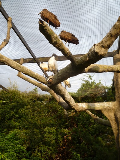 African bird exhibit 3