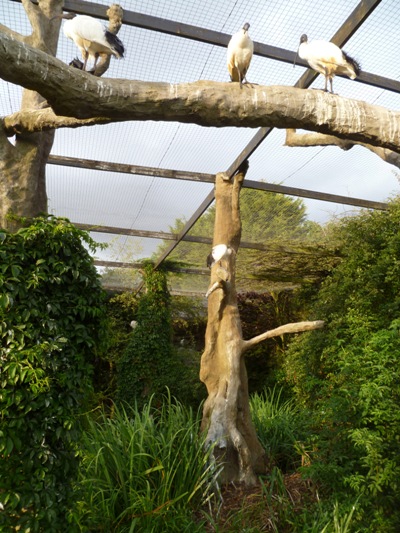 African bird exhibit 4