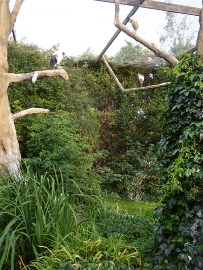 African bird exhibit 5