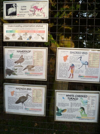 African bird exhibit info posters