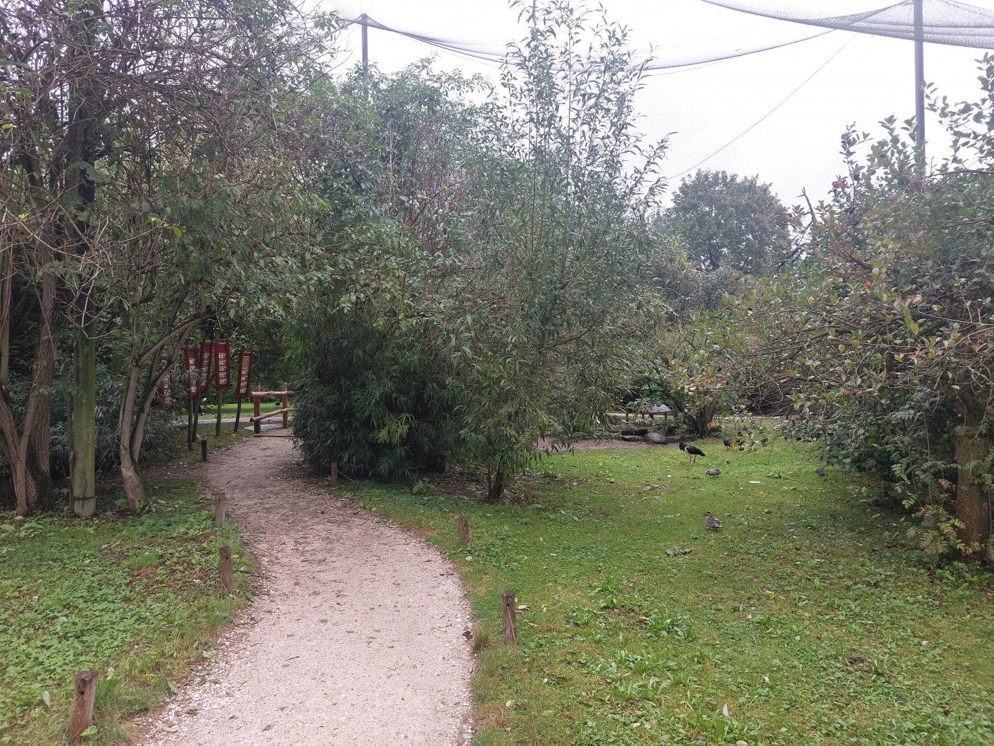 African bird walkthrough