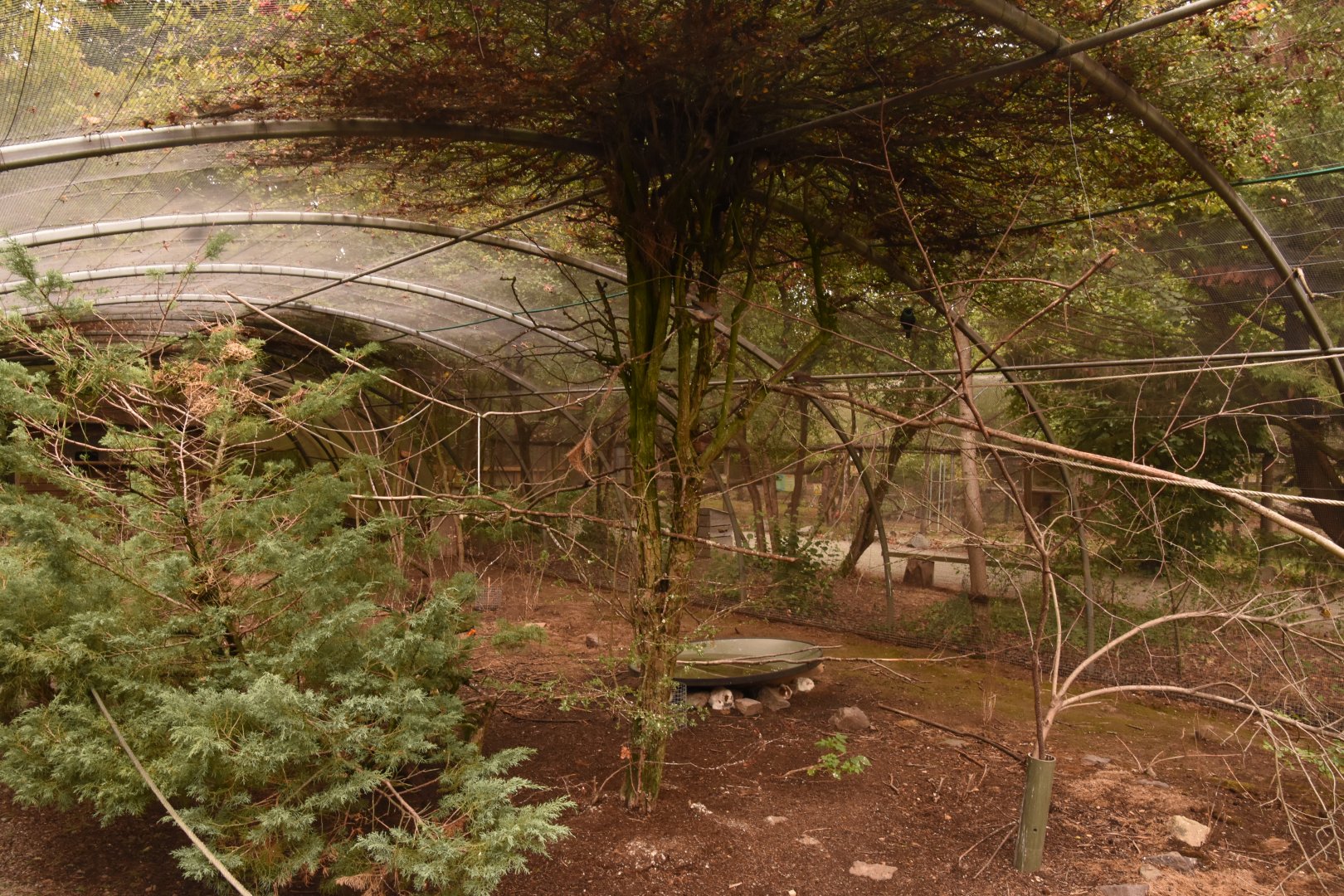 African birds aviary