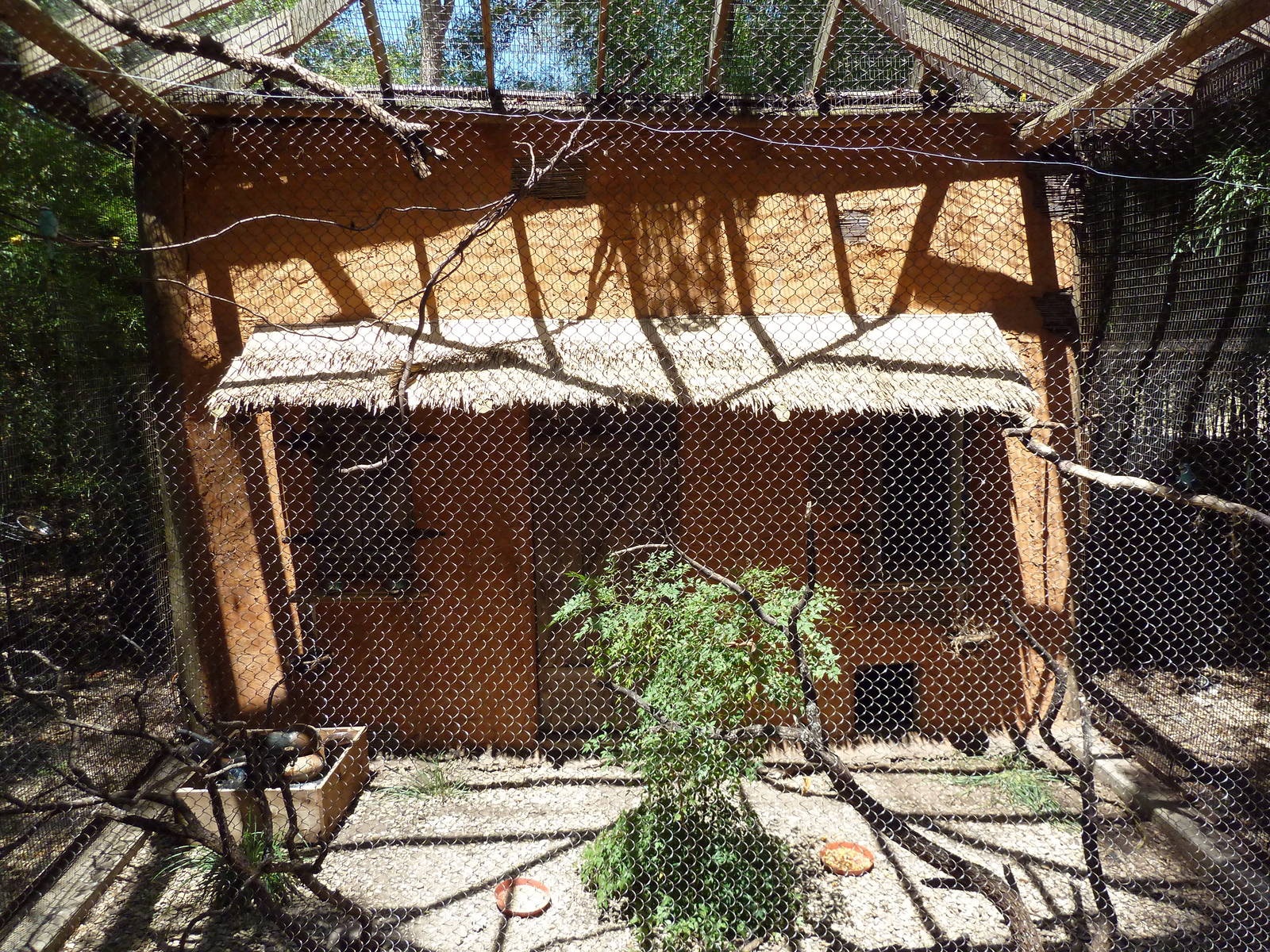 African Birds - Mixed-Species Aviary (6 species)