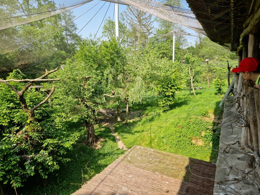 African Birds open view Aviary