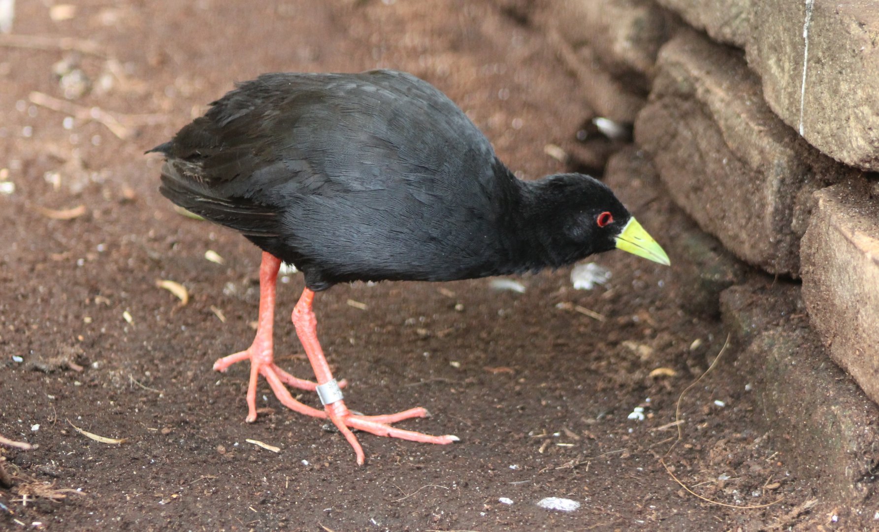 African black crake