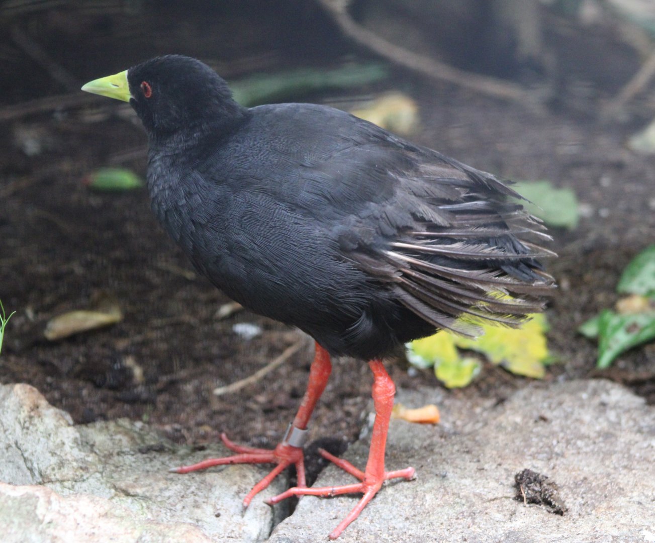 African black crake