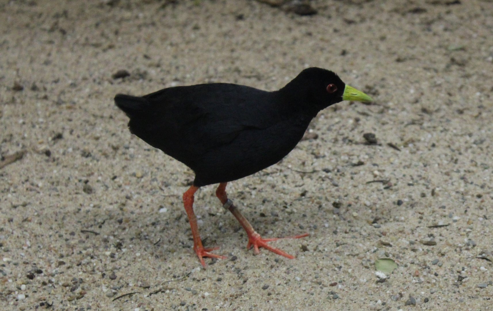 African black crake