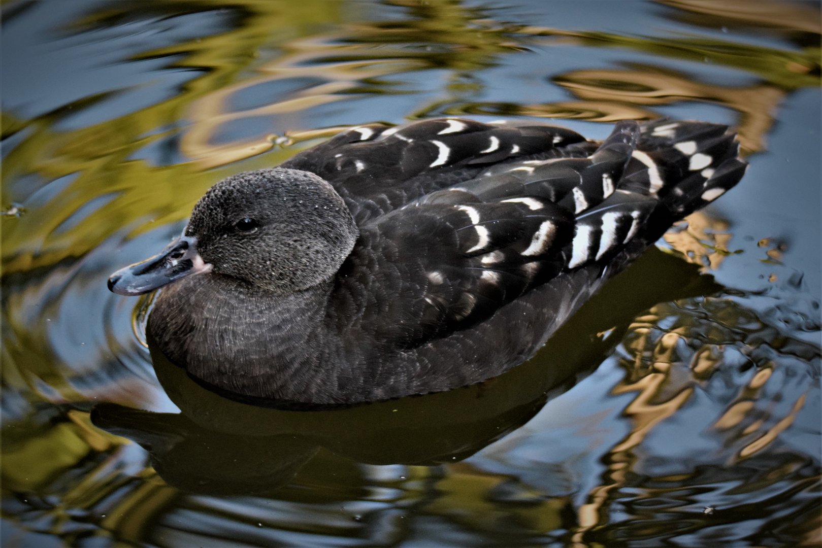 African Black Duck (Anas sparsa)