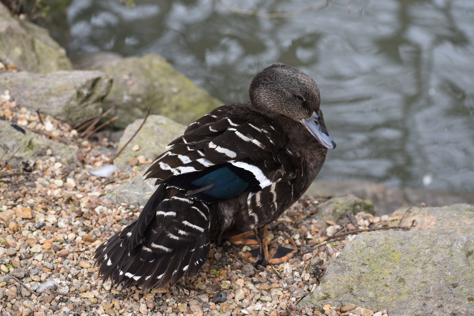 African Black Duck - Anas sparsa