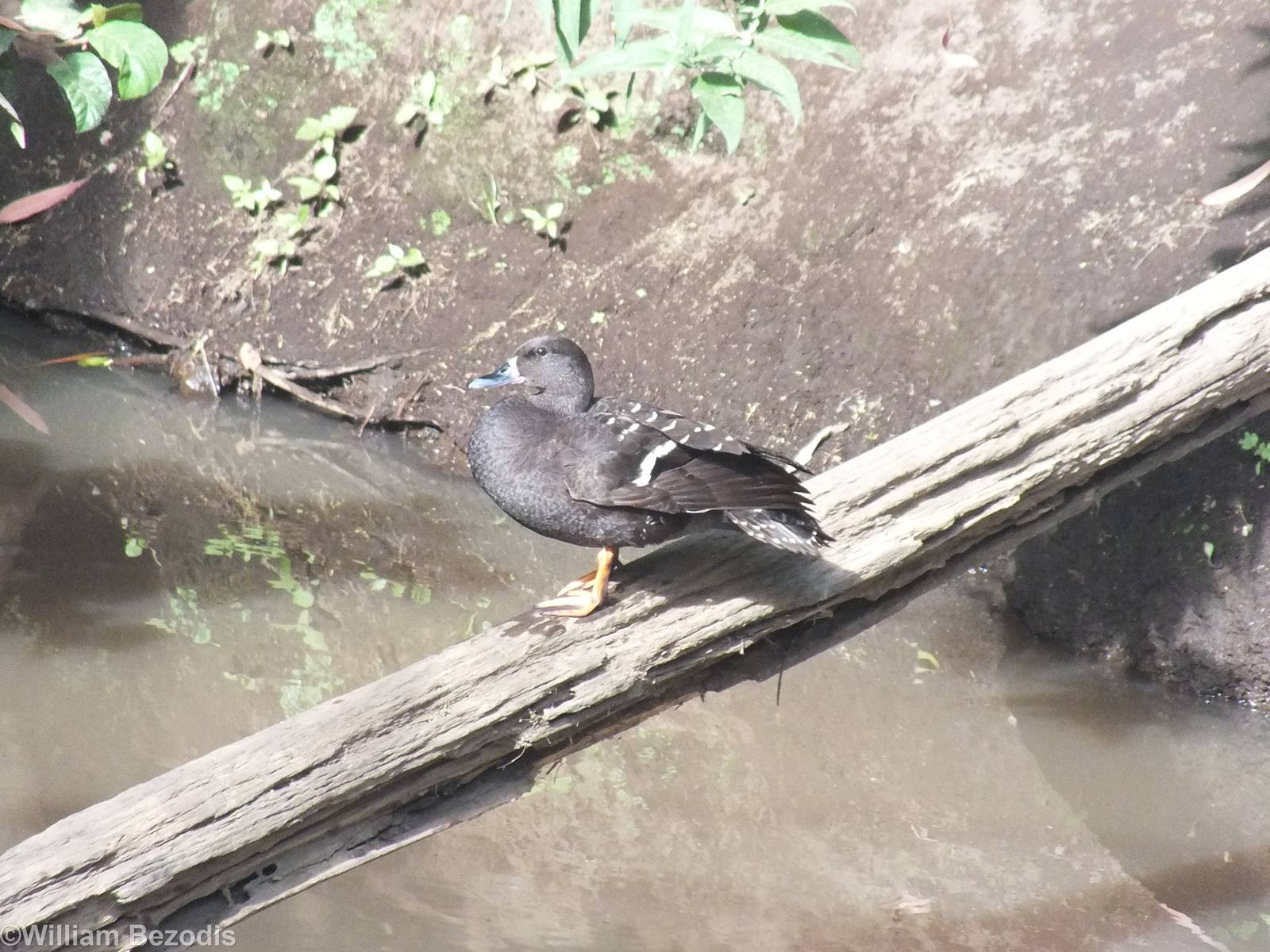 African Black Duck - Lake Nakuru