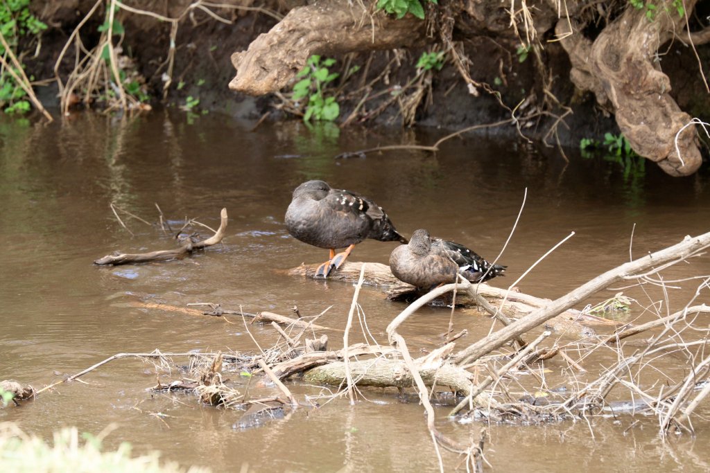 African Black Duck