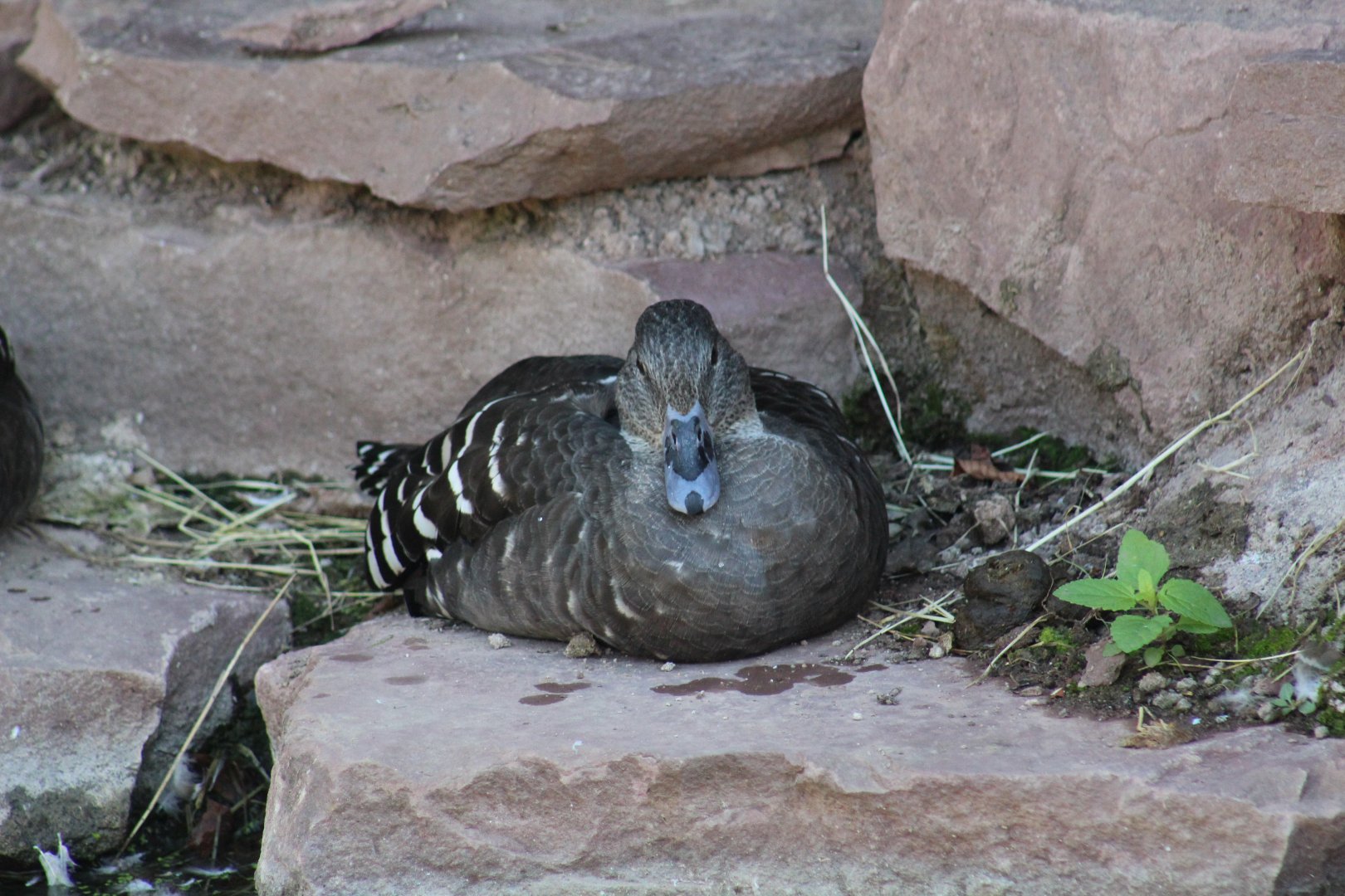 African Black Duck