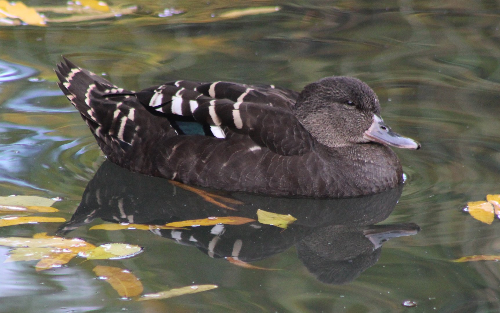 African black duck