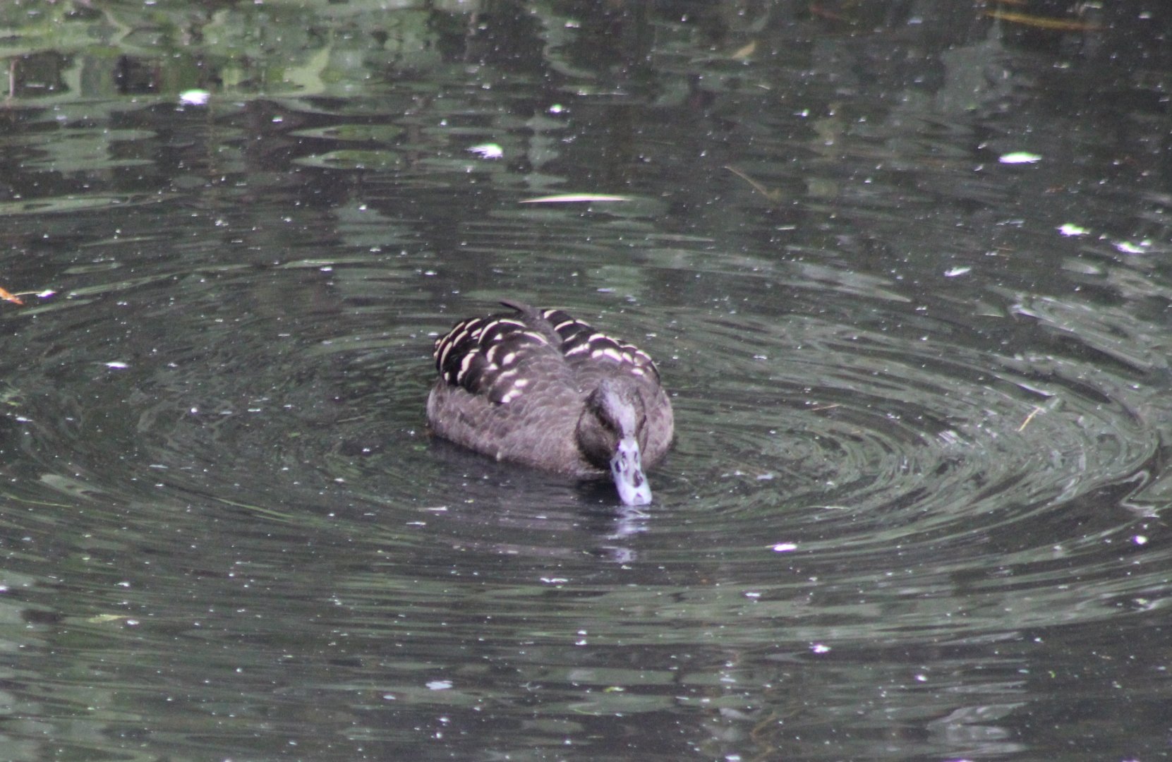 African black duck