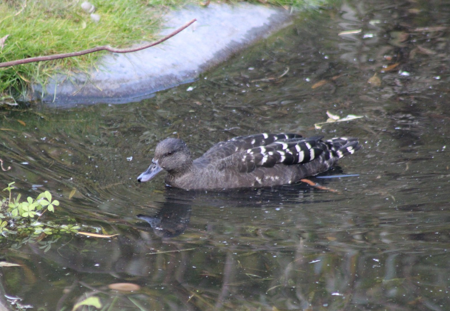 African black duck