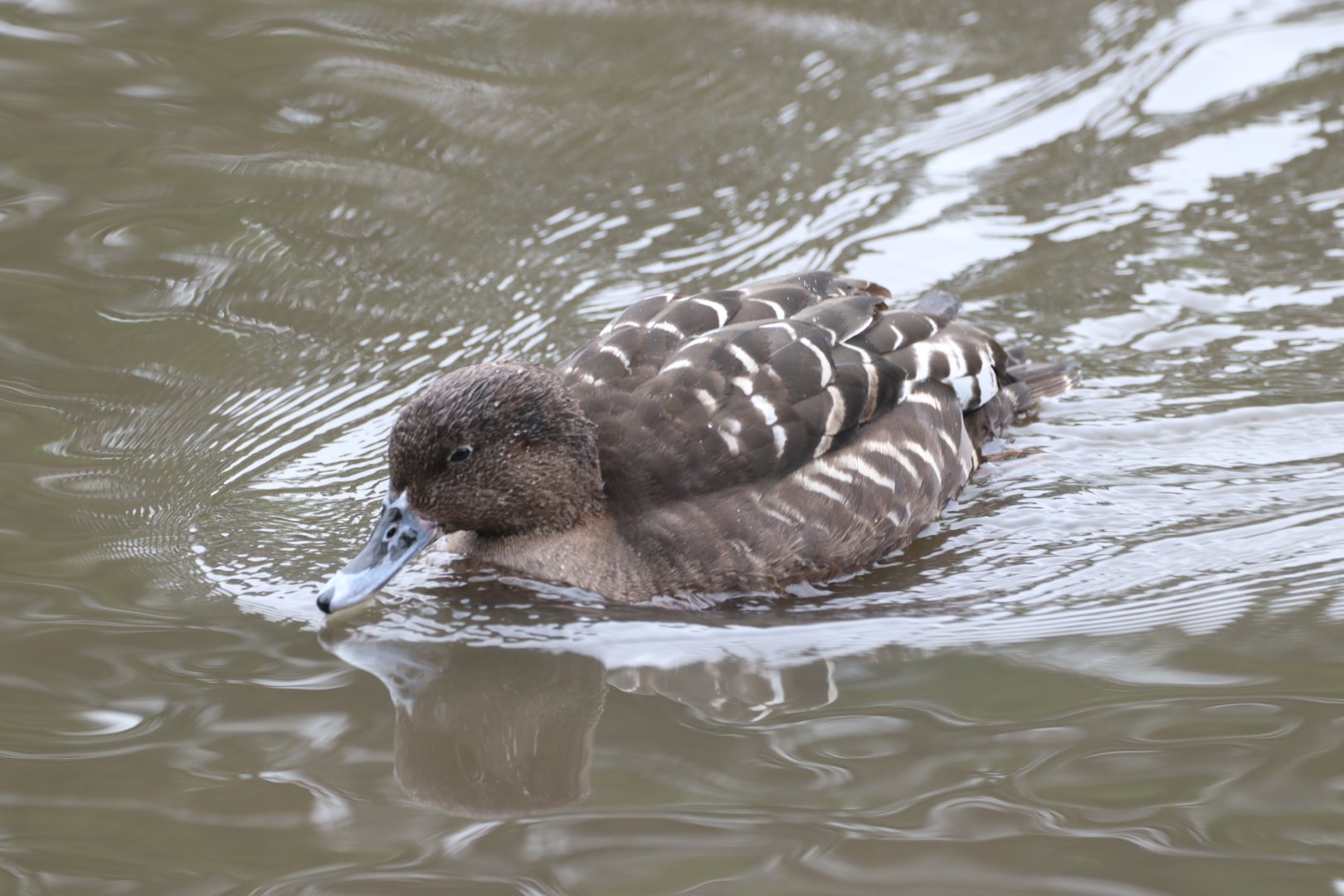 African Black Duck