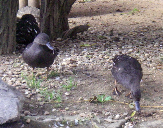 African Black Ducks (Anas sparsa)
