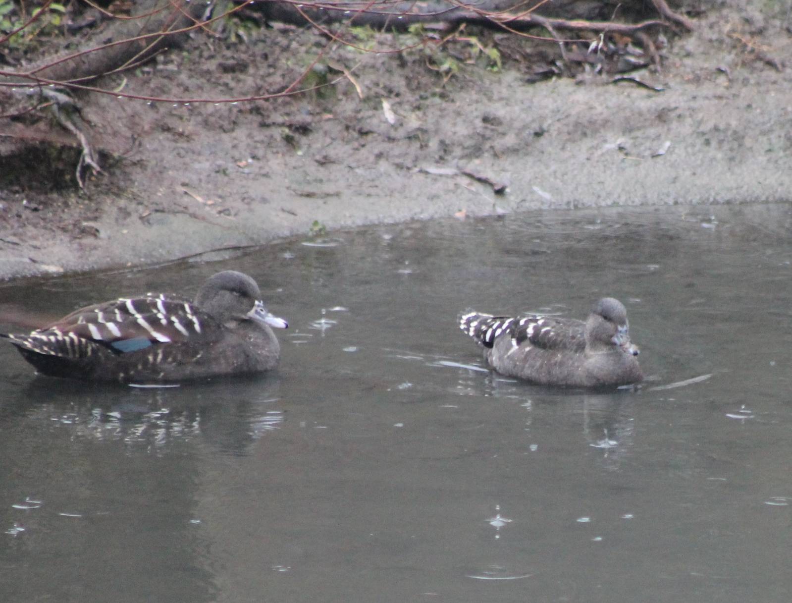 African black ducks