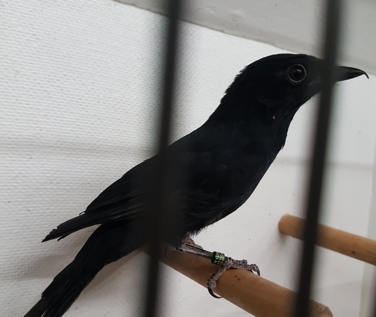 African Black Flycatcher
