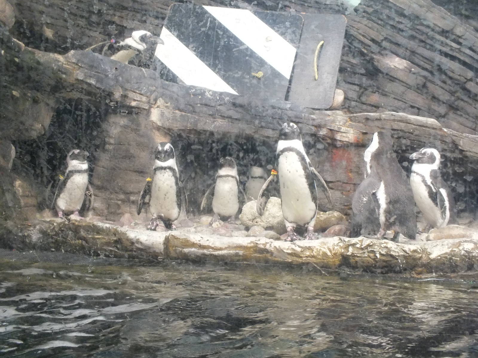 African Black Footed Penguin colony