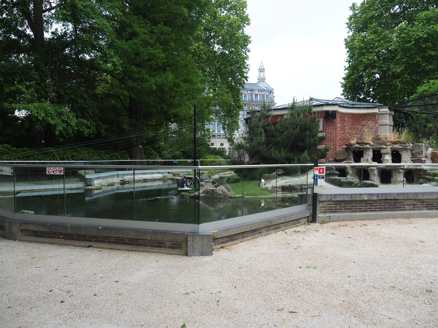 African black-footed penguin exhibit, 2020-05-24