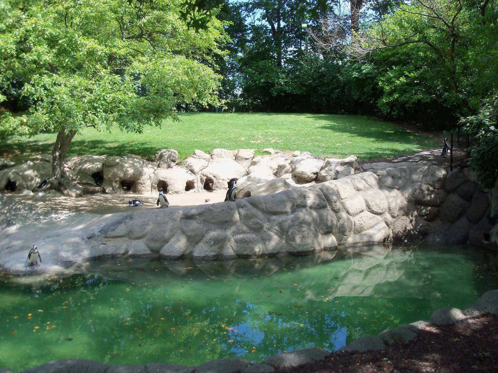 African Black-Footed Penguin Exhibit