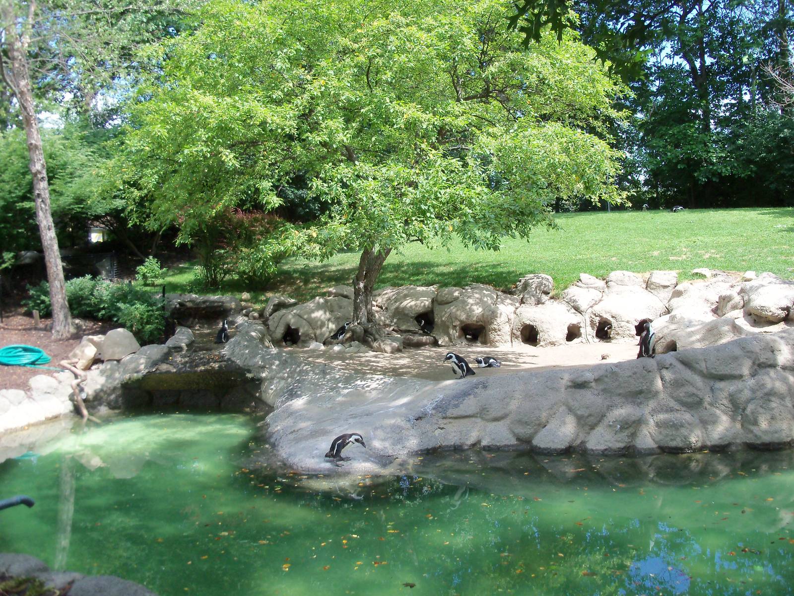 African Black-Footed Penguin Exhibit