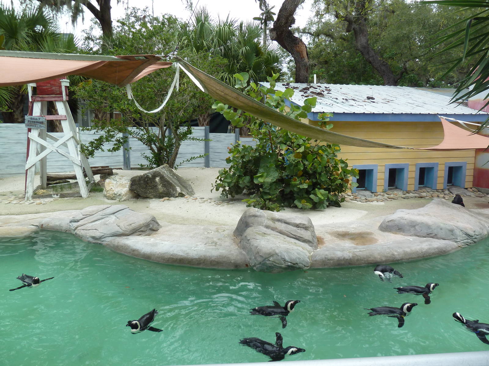 African Black-Footed Penguin Exhibit