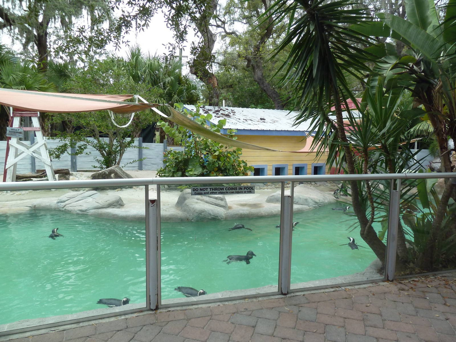 African Black-Footed Penguin Exhibit