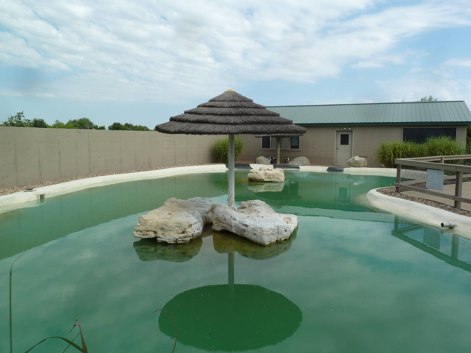 African Black-Footed Penguin Exhibit