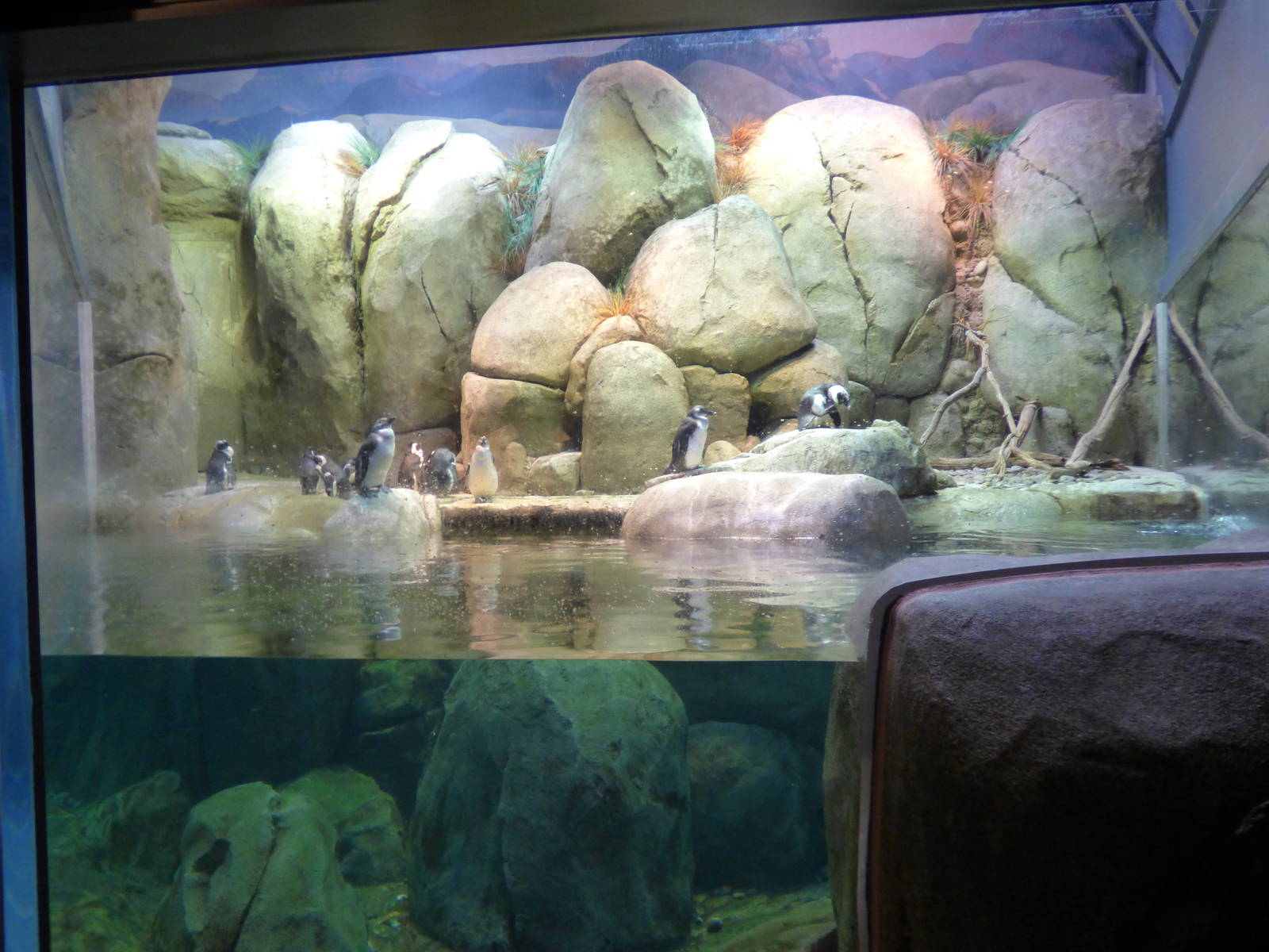 African Black Footed Penguin Exhibit