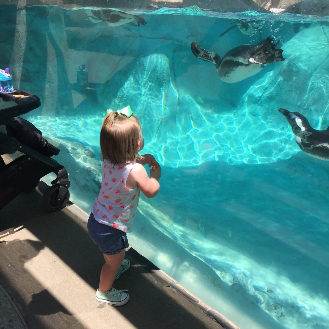 African black-footed penguin exhibit