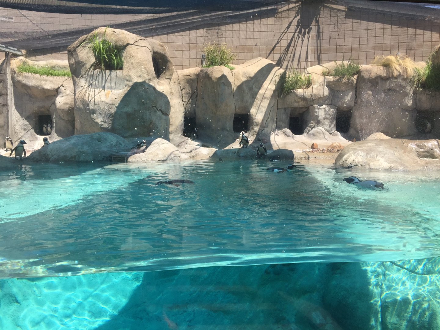African black-footed penguin exhibit
