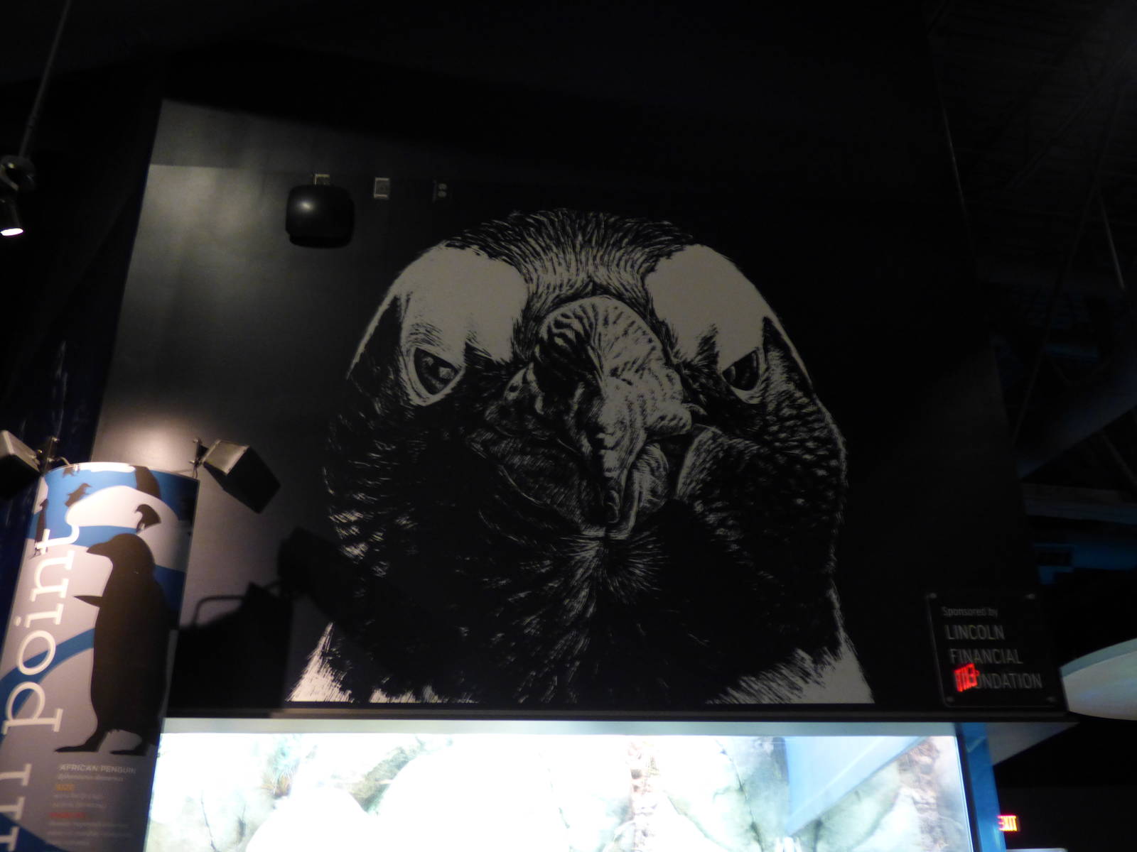 African Black Footed Penguin Graphic