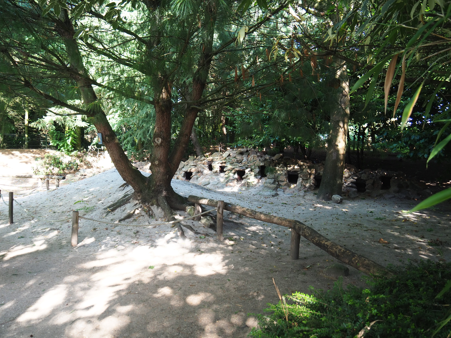 African black-footed penguin nesting area, 2019-08-11