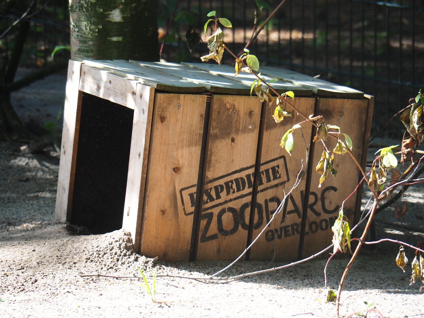 African black-footed penguin nesting box, 2019-08-11